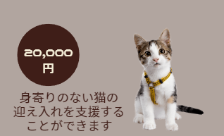 20,000円:身寄りのない猫の迎え入れを支援することができます